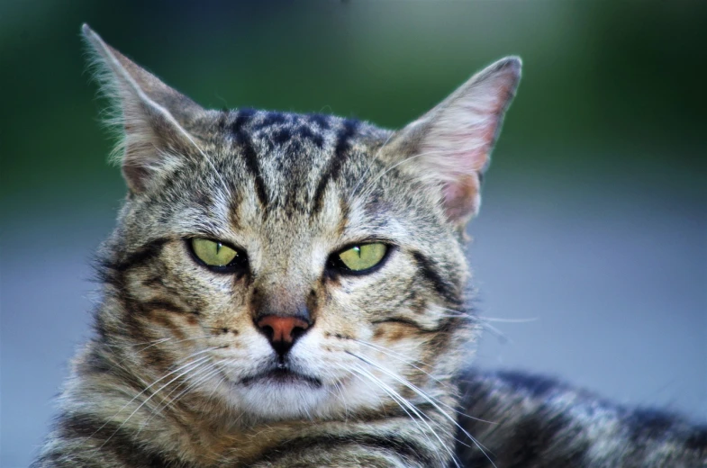 a close up of a cat with green eyes, by Zoran Mušič, flickr, angry look, it\'s name is greeny, wallpaper - 1 0 2 4, portrait 4 / 3