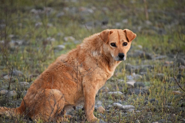 a brown dog sitting on top of a grass covered field, a portrait, shutterstock, malnourished, mongolia, uhd candid photo of dirty, beautiful lady