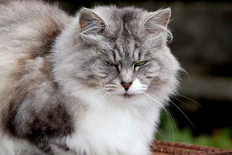 a gray and white cat sitting on top of a table, by Maksimilijan Vanka, trending on pixabay, looking old, long - haired siberian cat, close-up of face, frown!