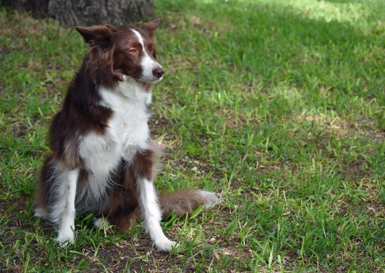 a brown and white dog sitting in the grass, a portrait, flickr, florida, aussie, gentle shadowing, sitting under a tree