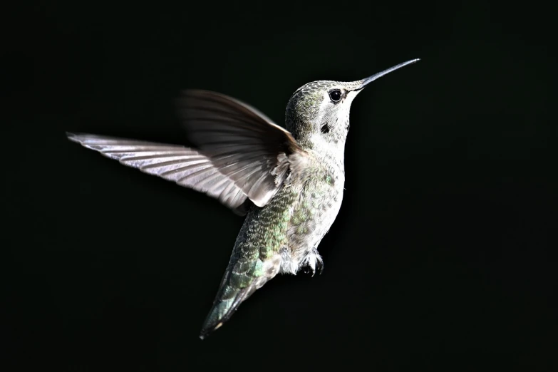 a bird that is flying in the air, a macro photograph, by Tom Carapic, glowing with silver light, hummingbird, half - length photo, istock