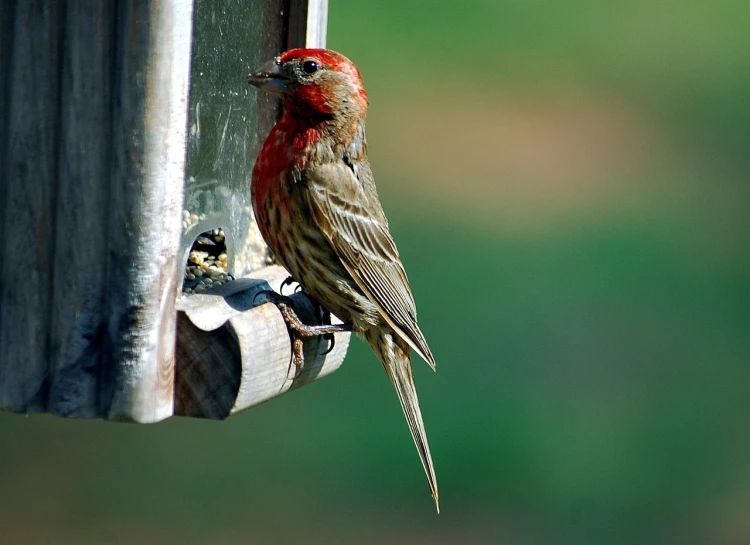 a bird that is sitting on a bird feeder, a photo, by Matthew D. Wilson, flickr, hurufiyya, red skinned, goatee, grain”