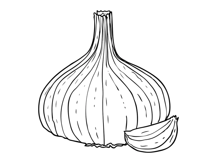 a drawing of a onion on a white background, lineart, large tall, she is a gourd, lineart behance hd, very fine inking lines