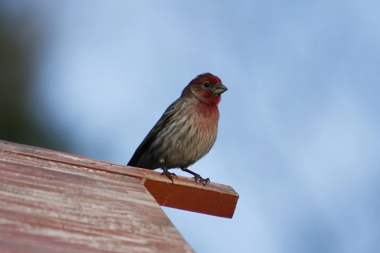 a bird sitting on top of a wooden roof, a portrait, by Matthew D. Wilson, flickr, red skinned, goatee, female ascending, puffy