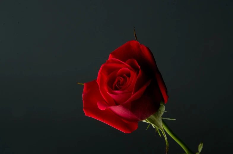 a single red rose on a stem against a black background, a picture, romanticism, beautiful flower, product introduction photo