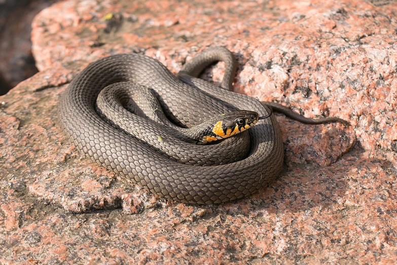 a close up of a snake on a rock, by Robert Brackman, swedish, 🦩🪐🐞👩🏻🦳, sharp black skin, golden snakes