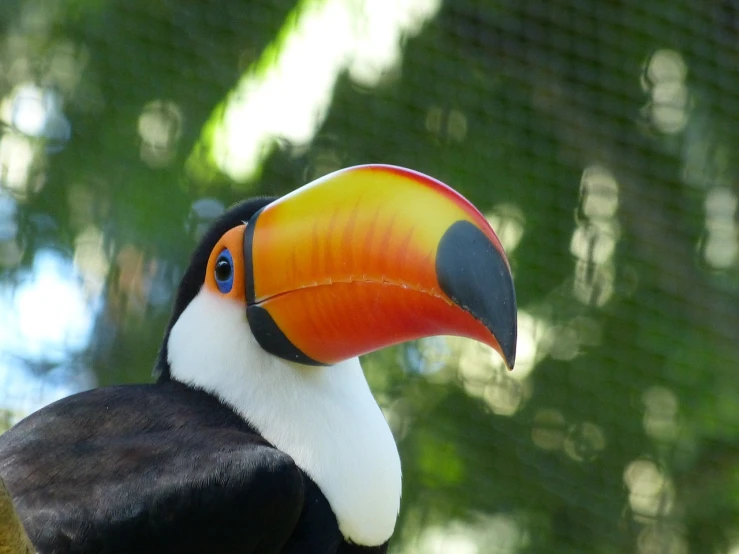 a colorful bird sitting on top of a tree branch, a photo, flickr, 6 toucan beaks, close-up of face, in the zoo exhibit, large nose