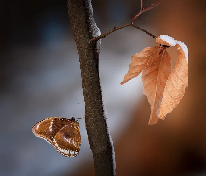 a butterfly that is sitting on a branch, a macro photograph, by Mathias Kollros, shutterstock contest winner, minimalism, falling leaves, dark sienna and white, hyper realistic”, tim hildebrant