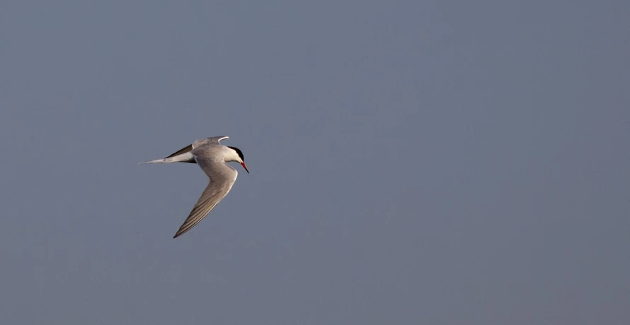 a bird that is flying in the sky, by Jan Rustem, flickr, hurufiyya, smooth shank, 2 0 0 mm telephoto, charlize, afar