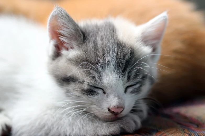 a close up of a kitten sleeping on a blanket, close up portrait photo, high res photo