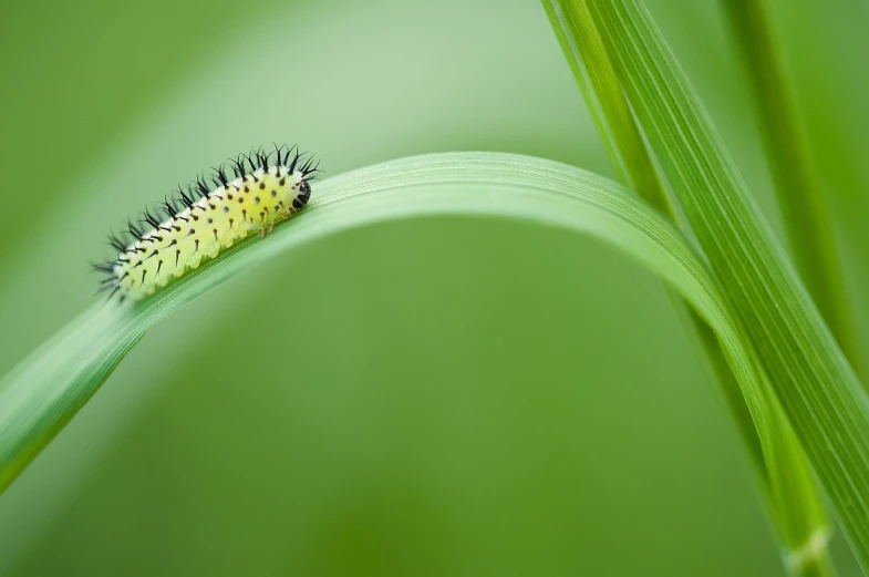 a close up of a leaf with a cater on it, by Dietmar Damerau, the caterpillar, istockphoto, long thick grass, agile