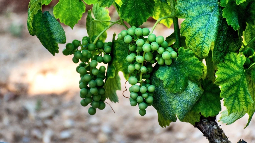 a bunch of green grapes hanging from a vine, pixabay, renaissance, new mexico, 1 6 x 1 6, depth of field”, panels