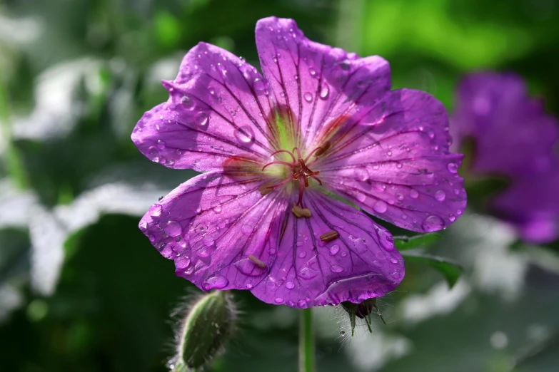 a close up of a purple flower with water droplets, a portrait, flickr, meadows, david noton, flamboyant, beautiful sunny day