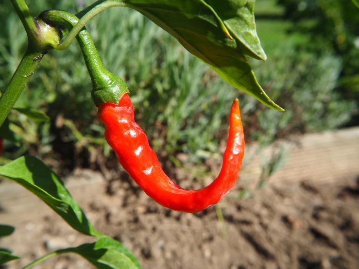 a red chili sitting on top of a green plant, hurufiyya, closeup photo, 3 2 years old, year 1506, side - view
