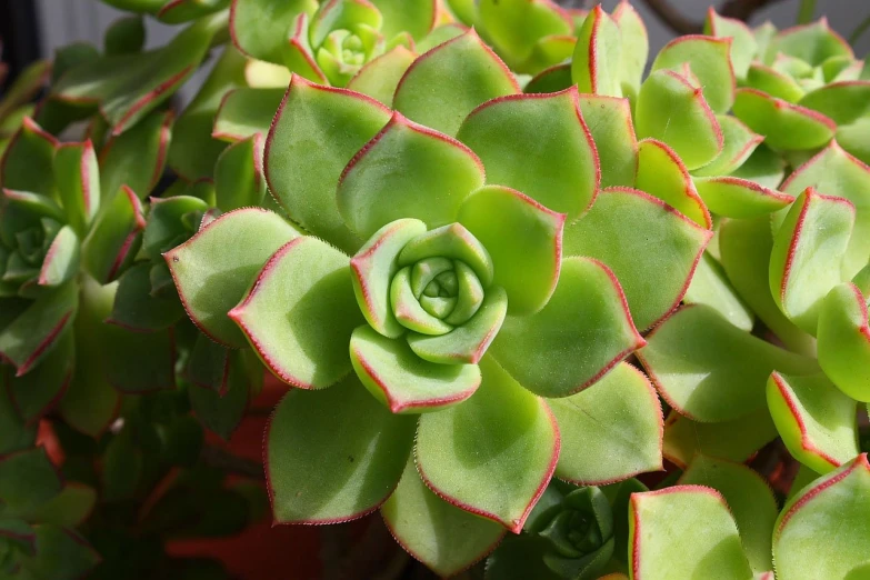 a close up of a plant with green and red leaves, rosette, neon edges on bottom of body, soft delicate draconic features, sandy green