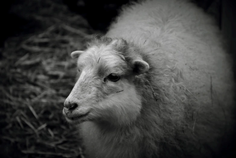 a black and white photo of a sheep, a black and white photo, pale white face, dimly - lit, electric sheep, dignified