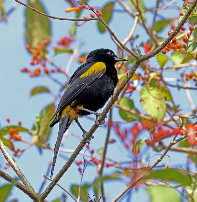 a black and yellow bird sitting on top of a tree branch, by Robert Brackman, flickr, red yellow black, malaysian, gilt-leaf winnower, celebration