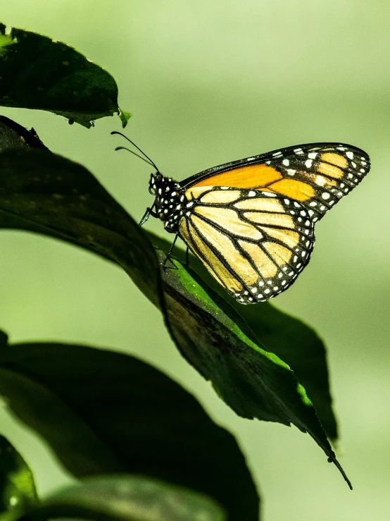 a close up of a butterfly on a leaf, by Dave Melvin, monarch butterflies, in rays of sunlight, canopy, in profile