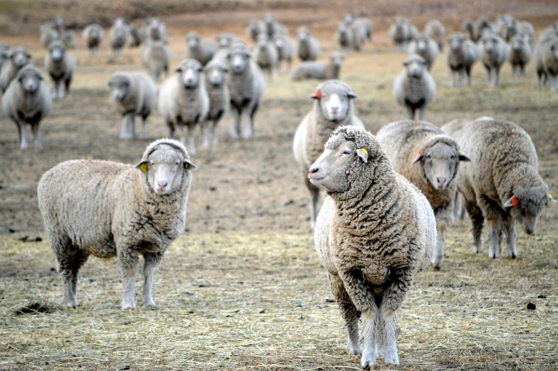 a herd of sheep standing on top of a dry grass covered field, a portrait, by Robert Childress, pexels, renaissance, many legs, looking off to the side, well edited, bottom angle