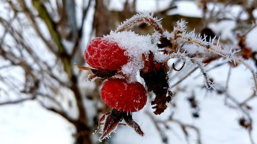 a close up of some red berries on a tree, inspired by Arthur Burdett Frost, 🦩🪐🐞👩🏻🦳, ice dust, rose, full body close-up shot