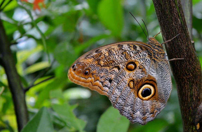 a close up of a butterfly on a tree branch, by Dietmar Damerau, flickr, hyperdetailed eyes, 🦩🪐🐞👩🏻🦳, amongst foliage, big eyes!!!!!!!!