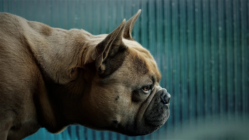 a close up of a dog with a blurry background, by Alexander Bogen, flickr, photorealism, french bulldog, head in profile, grumpy [ old ], beautiful wallpaper