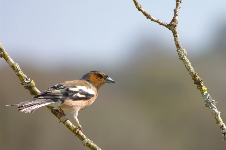 a small bird sitting on top of a tree branch, by Dietmar Damerau, flickr, arabesque, looking off to the side, imari, medium head to shoulder shot, rubens