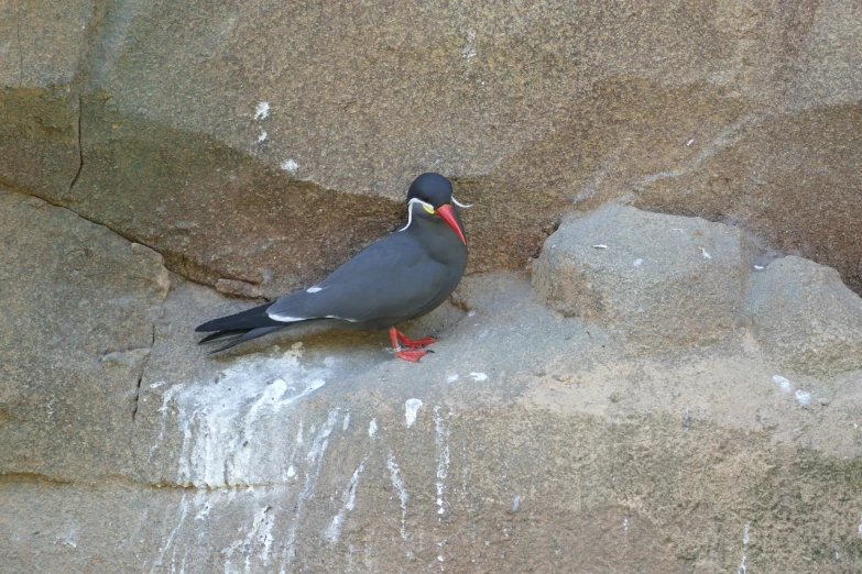 a close up of a bird on a rock, flickr, pingu, bird\'s eye view, red-eyed, smooth shank