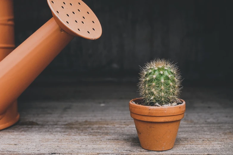 a cactus in a pot next to a watering can, by Jesper Knudsen, unsplash, 🦩🪐🐞👩🏻🦳, smooth tiny details, alessio albi, screengrab