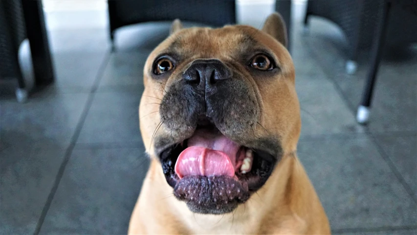 a close up of a dog on a tiled floor, by Julian Hatton, pexels, excited facial expression, pitbull, tan, grinning lasciviously