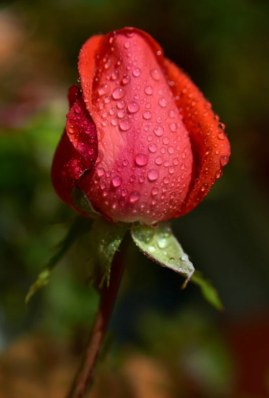 a red rose with water droplets on it, by Jim Nelson, detailed depth of field, tear drop, flowering buds, detaild