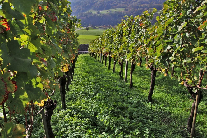 rows of vines in a vineyard with mountains in the background, by Juergen von Huendeberg, shutterstock, award - winning crisp details ”, switzerland, close establishing shot, vines along the jungle floor