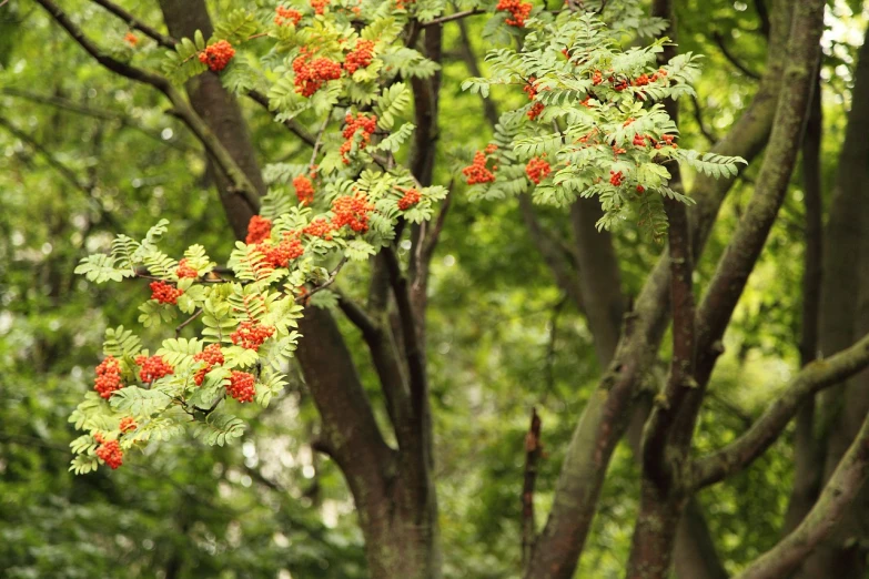 a bunch of red berries hanging from a tree, by Karl Völker, hurufiyya, beijing, sweet acacia trees, hemlocks, midsummer