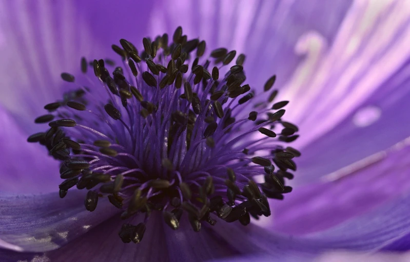 a close up view of a purple flower, by Jan Rustem, romanticism, anemones, purple tornado, full of details, indigo