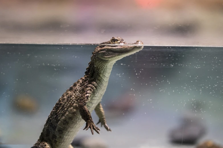 a close up of a small alligator in a tank, unsplash, fantastic realism, dabbing, gazing at the water, fan favorite, levitating