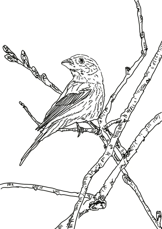 a bird sitting on a branch of a tree, lineart, process art, an indigo bunting, clear detailed view, highres, beautiful inking lines