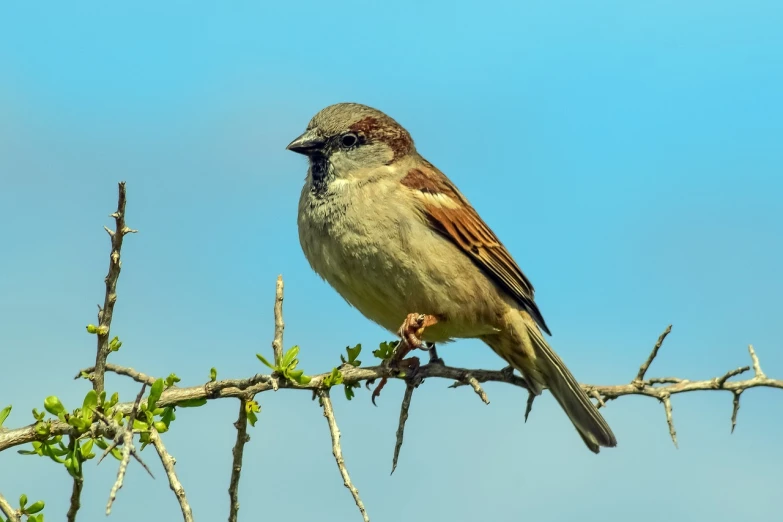 a bird sitting on top of a tree branch, a portrait, by Peter Churcher, trending on pixabay, arabesque, an oil paiting of a sparrow, photo taken in 2 0 2 0, brown:-2, pallid skin