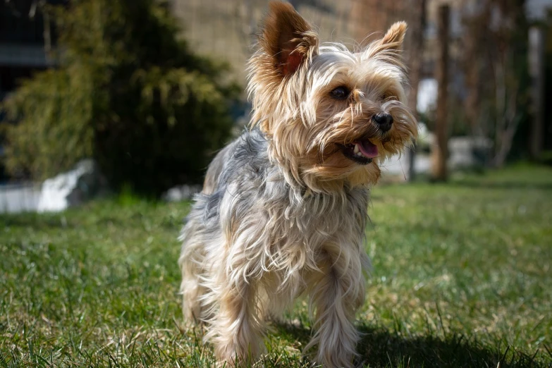 a small dog standing on top of a lush green field, a portrait, by Matt Cavotta, pixabay, renaissance, yorkshire terrier, clear and sunny, bark, highly - detailed