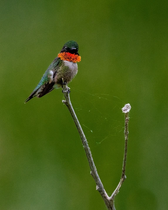 a small bird sitting on top of a tree branch, by Arnie Swekel, net art, red emerald, bee hummingbird, over-the-shoulder shot, webs