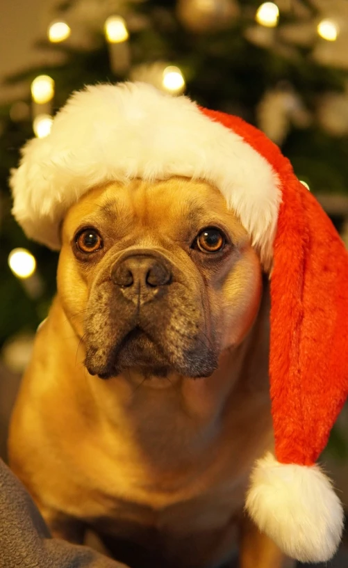 a dog wearing a santa hat sitting in front of a christmas tree, by Maksimilijan Vanka, pixabay, fine art, closeup of the face, tan, a bald, grumpy