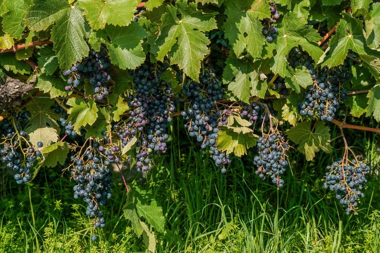 a bunch of grapes hanging from a vine, by Jacob Kainen, happening, f / 1, vivid composition, f/4, 4 0 9 6