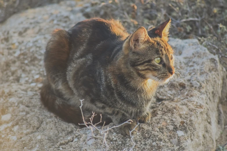 a cat sitting on top of a large rock, a portrait, warm glow coming the ground, arabella mistsplitter, high res photo, hunting