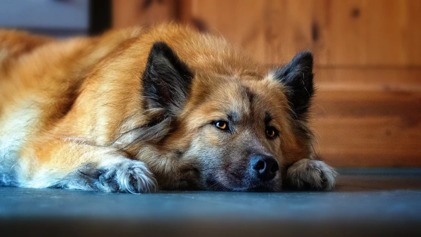 a dog that is laying down on the floor, by Aleksander Gierymski, pixabay, photorealism, lone wolf, orange fluffy belly, pouty face, resting on a tough day