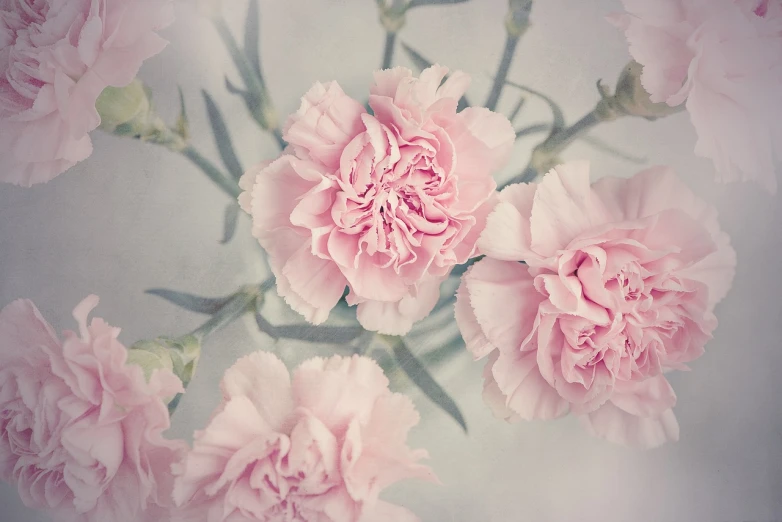 a bunch of pink carnations in a vase, by Maki Haku, tumblr, beautiful flower, soft sepia tones, field of pink flowers, color”