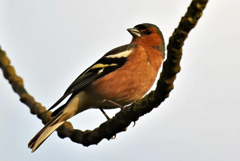 a bird sitting on top of a tree branch, by Robert Brackman, pixabay, mid-shot of a hunky, jazzy, portrait 4 / 3, very low - angle