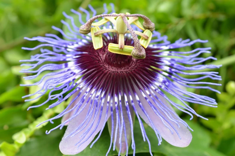 a close up of a purple flower with green leaves, by Jim Nelson, hurufiyya, passion flower, purple and blue and green colors, seeds, flowing tendrils