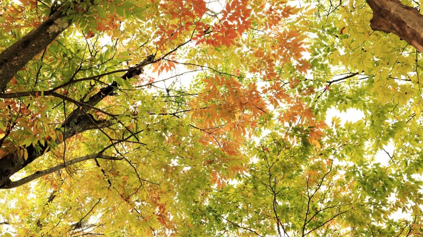 a bunch of trees that are next to each other, a photo, by Maeda Masao, red green yellow color scheme, viewed from below, lots of leaves, hong soonsang