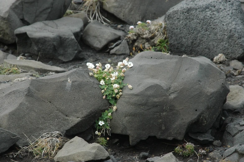 a plant that is growing out of some rocks, flickr, volcanic skeleton, there's flowers everywhere, ! low contrast!, black sand