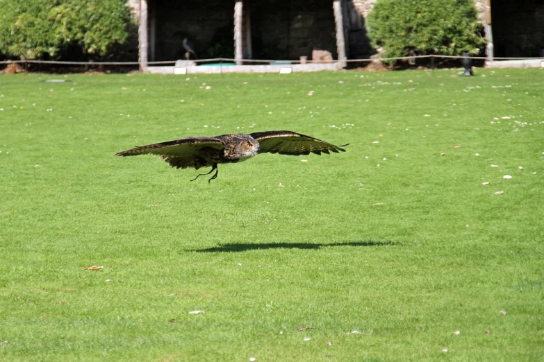a large bird flying over a lush green field, a photo, by Erwin Bowien, flickr, mixture between an! owl and wolf, picture taken in zoo, img _ 9 7 5. raw, shadow