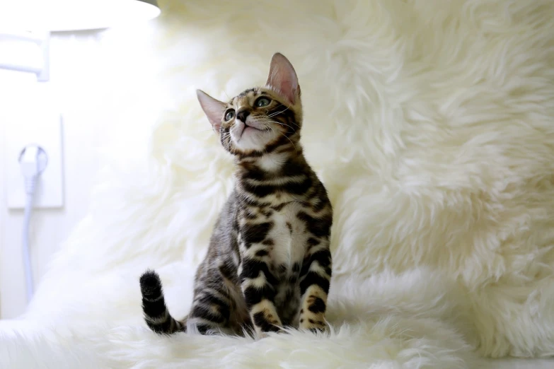 a cat sitting on top of a fluffy white chair, by Elizabeth Charleston, shutterstock, the cat looks like giraffe, cute kittens, as she looks up at the ceiling, royal elegant pose